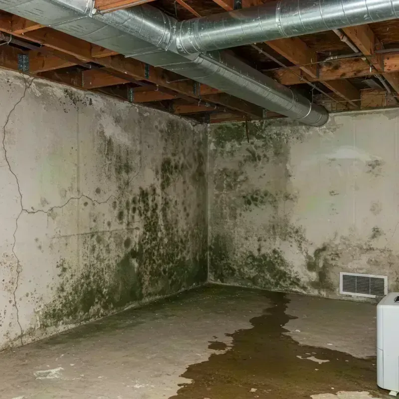 Professional Mold Removal in Castle Pines North, CO